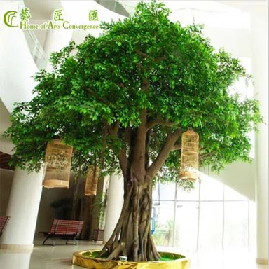 Zunanje drevo Ficus